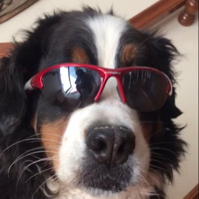 Profile Picture of Patrick Macdonald (@PMacDonald11) on Twitter