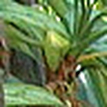 Ronald Serrano - Flickr Profile Picture of Ronald Serrano (@narck888) on Flickr