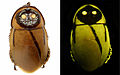 Profile Picture of Lucihormetica luckaeon Wikipedia