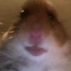 Profile Picture of Collin Cook (@@collincook13) on Tiktok