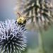 Profile Picture of Dawn Veit Webb (@dmwebb57) on Pinterest