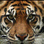 Profile Picture of ¤[]MARCUS[]¤ (@marcus_luke_robbins._.11) on Instagram