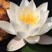Profile Picture of sarbjit Kaur (@ssangha) on Pinterest