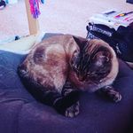 Profile Picture of amelia Vincent (@ameliavincent_cats) on Instagram