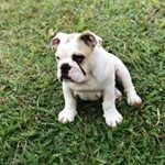 Profile Picture of Betty Lou Crowley The Bulldog (@bettyloucrowleythebulldog) on Instagram