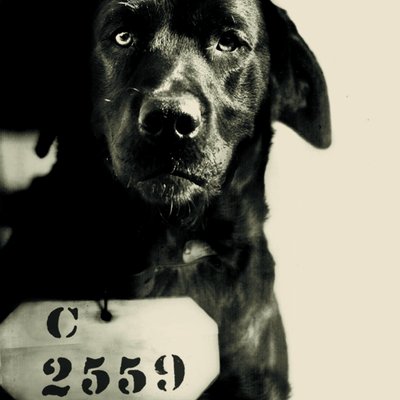Profile Picture of Clive Wynne (@caninecognition) on Twitter