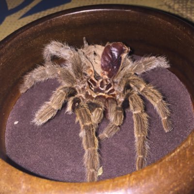 Profile Picture of Griselda Gunderson (@a_wiley_comet) on Twitter