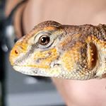 Profile Picture of Austin Huffhines (@austin_swimfish) on Instagram