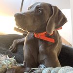 Profile Picture of Cosmo Campbell (@sir_cosmoblu) on Instagram