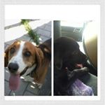 Profile Picture of Hailey (@abby_and_eddy_) on Instagram