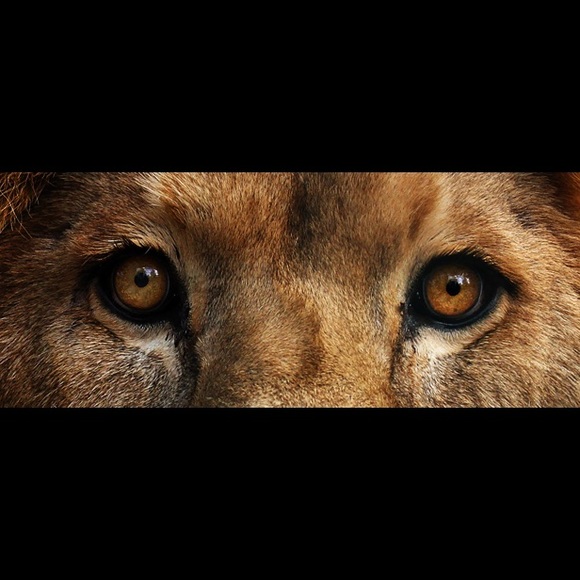 Profile Picture of Joseph Strauss (@josephstrauss15) on Poshmark