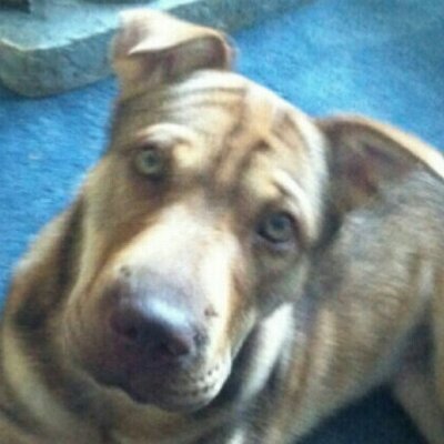 Profile Picture of Josh Robichaud (@RobichaudJosh) on Twitter