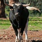 Profile Picture of pascual campos (@campos_pascual) on Instagram