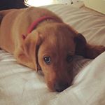 Profile Picture of Chip - Fox Red Lab (@chip.lucjes) on Instagram