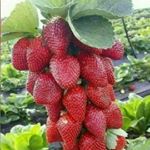 Profile Picture of Кфх Усть-Лабинск (@igor.kotlyarov11.11) on Instagram