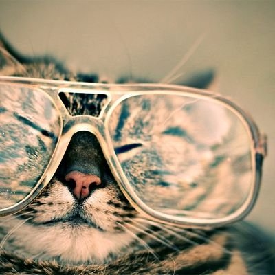 Profile Picture of Alissa Collier (@collier_alissa) on Twitter