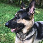 Profile Picture of Charlie  Kidd💙🐾 (@kidd_ofthe_block) on Instagram