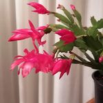 Profile Picture of Amelia Municio Brasero (@ameliamunicio) on Instagram