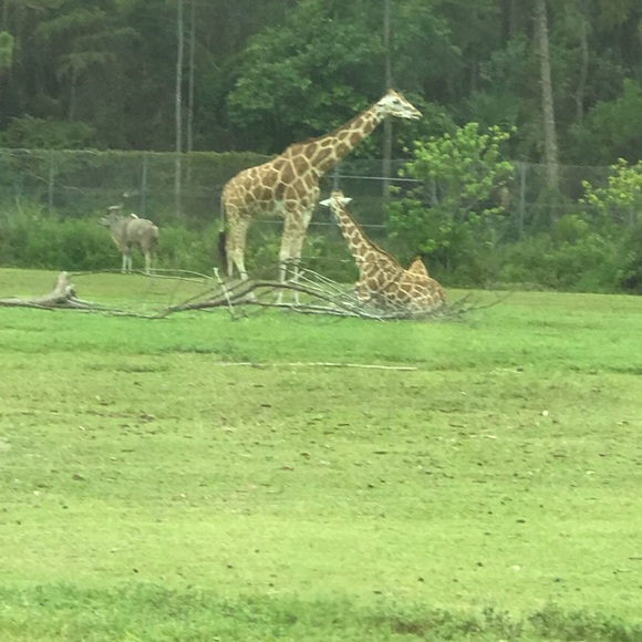 Profile Picture of Carrie Campbell (@carriecampbe616) on Poshmark