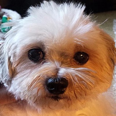 Profile Picture of Kirbee Saunders (@@Caraspenpal) on Twitter