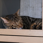 Profile Picture of Yun Ling Li (@yunling02) on Flickr