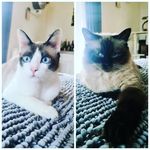 Profile Picture of Mimi and Floyd 🐈🐈 (@lifeofmimi2023) on Instagram