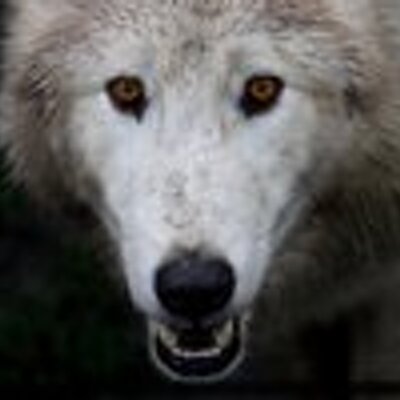 Profile Picture of Jonathan Perlman (@JonathanPerlman) on Twitter