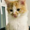 Profile Picture of user6104050092252 (@@kittyfosteringchi) on Tiktok