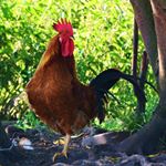 Profile Picture of Neals Audra (@neals_audr) on Instagram
