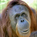 Profile Picture of Chad Neal (@knownslacker) on Flickr