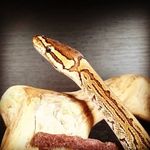 Profile Picture of Michael Ballantyne (@mhgb_03) on Instagram