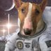 Profile Picture of HorseDoge (@ColbySampson5) on Twitter