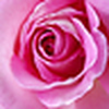 Profile Picture of Barbara Nixon (@barbaranixon) on Flickr