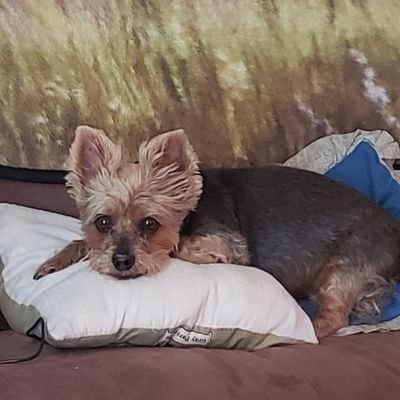 Profile Picture of David Gjerdahl (@DavidGjerdahl2) on Twitter