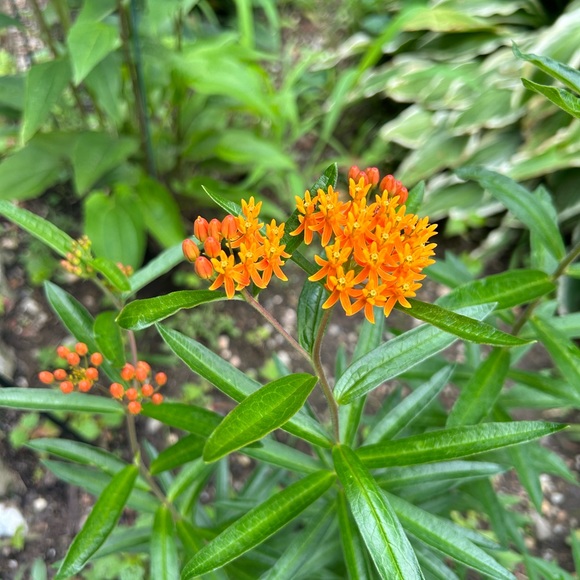 Profile Picture of Laura Petsching (@laurap1043) on Poshmark