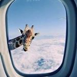 Profile Picture of Kelly smithyman (@smithyman) on Instagram