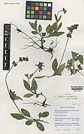 Profile Picture of Salvia cardenasiion Wikipedia