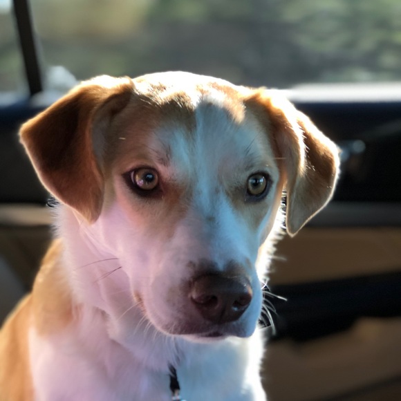 Profile Picture of Macey Trebour (@mmaatt55) on Poshmark