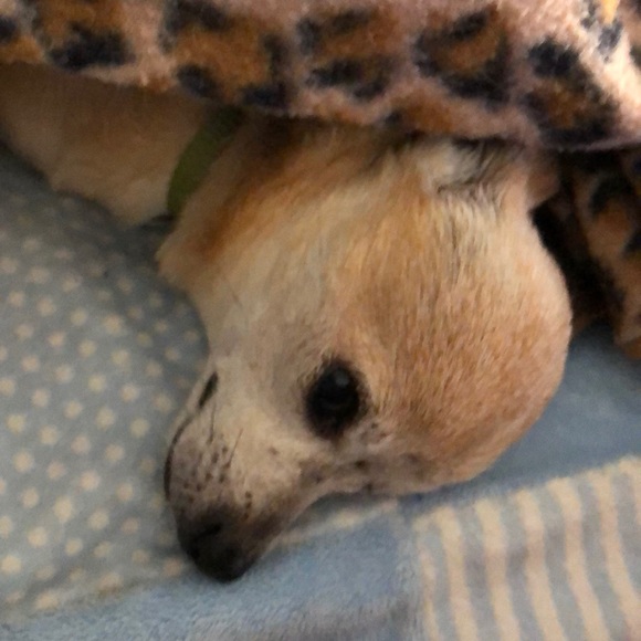 Profile Picture of Mitzi Jones (@jnsmitzi) on Poshmark