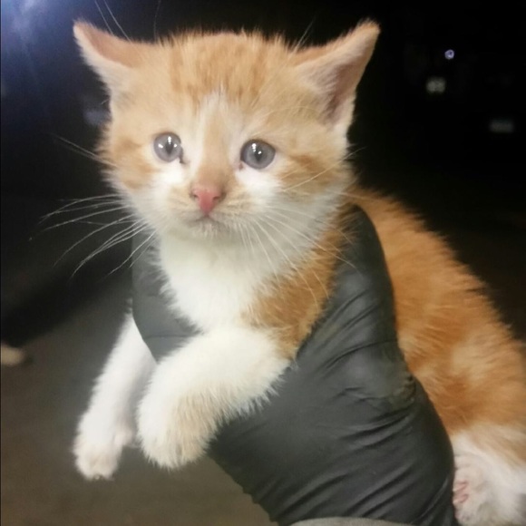 Profile Picture of Rachel Dileo (@dileor1) on Poshmark