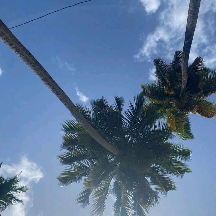 Profile Picture of Sharon Beauvais (@sharonbeauvais) on Tiktok