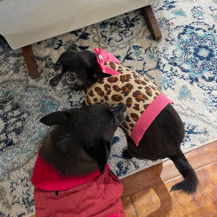 Profile Picture of Nancy McLester (@2chihuahuas3) on Tiktok