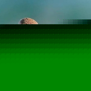 Profile Picture of Cathy Mabb (@nursewhisperer) on Myspace