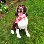 Profile Picture of Charlie (@springerspanielcharles) on Instagram
