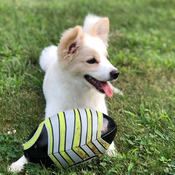 Profile Picture of Anna Mayerson (@annamferrets) on Poshmark