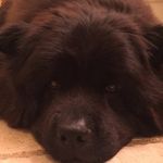 Profile Picture of Dixie Duncan (@southernsnakelady) on Instagram