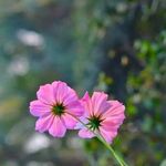 Profile Picture of Ahmed Feroze (@ahmed.feroze.f_l) on Instagram