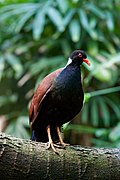 Profile Picture of Pheasant pigeonon Wikipedia