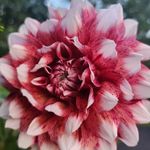 Profile Picture of Lorraine Roy (@lorraine.roy.549) on Instagram