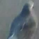 Peter Stutz - Instagram Profile Picture of Peter Stutz (@stutz597) on Instagram